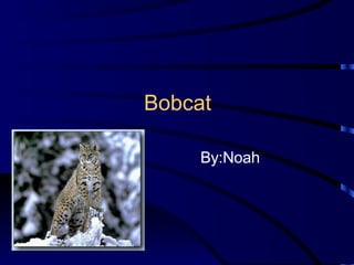 Bobcat By:Noah 