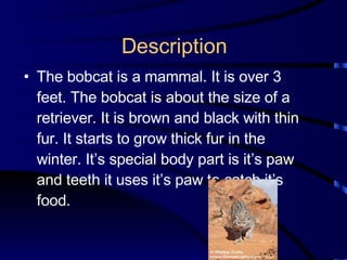 Description The bobcat is a mammal. It is over 3 feet. The bobcat is about the size of a retriever. It is brown and black with thin fur. It starts to grow thick fur in the winter. It’s special body part is it’s paw and teeth it uses it’s paw to catch it’s food.  