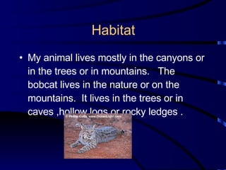 Habitat My animal lives mostly in the canyons or in the trees or in mountains.  The bobcat lives in the nature or on the mountains.  It lives in the trees or in caves ,hollow logs or rocky ledges . 