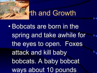 Birth and Growth Bobcats are born in the spring and take awhile for the eyes to open.  Foxes attack and kill baby bobcats. A baby bobcat ways about 10 pounds and gets up to twenty or thirty pounds. They live in little holes in the ground.  