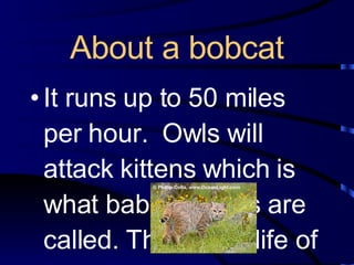 About a bobcat It runs up to 50 miles per hour.  Owls will attack kittens which is what baby bobcats are called. That is the life of a bobcat. 