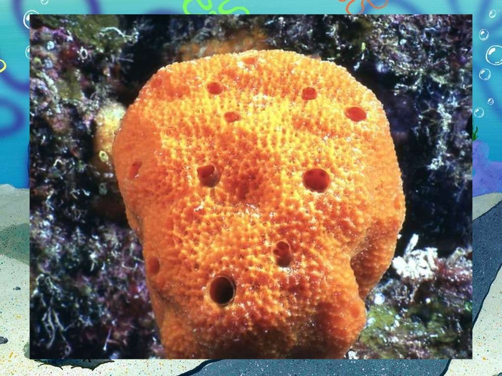 Animales de Bob Esponja en la realidad