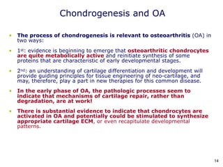 Chondrogenesis and OA
• The process of chondrogenesis is relevant to osteoarthritis (OA) in
two ways:
• 1st: evidence is beginning to emerge that osteoarthritic chondrocytes
are quite metabolically active and reinitiate synthesis of some
proteins that are characteristic of early developmental stages.
• 2nd: an understanding of cartilage differentiation and development will
provide guiding principles for tissue engineering of neo-cartilage, and
may, therefore, play a part in new therapies for this common disease.
• In the early phase of OA, the pathologic processes seem to
indicate that mechanisms of cartilage repair, rather than
degradation, are at work!
• There is substantial evidence to indicate that chondrocytes are
activated in OA and potentially could be stimulated to synthesize
appropriate cartilage ECM, or even recapitulate developmental
patterns.
14
 