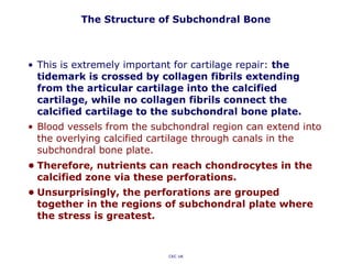 The Structure of Subchondral Bone
• This is extremely important for cartilage repair: the
tidemark is crossed by collagen fibrils extending
from the articular cartilage into the calcified
cartilage, while no collagen fibrils connect the
calcified cartilage to the subchondral bone plate.
• Blood vessels from the subchondral region can extend into
the overlying calcified cartilage through canals in the
subchondral bone plate.
• Therefore, nutrients can reach chondrocytes in the
calcified zone via these perforations.
• Unsurprisingly, the perforations are grouped
together in the regions of subchondral plate where
the stress is greatest.
CKC UK
 