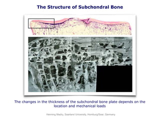 The Structure of Subchondral Bone
The changes in the thickness of the subchondral bone plate depends on the
location and mechanical loads
Henning Madry, Saarland University, Homburg/Saar, Germany
 