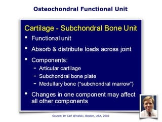 Osteochondral Functional Unit
Source: Dr Carl Winalski, Boston, USA, 2003
 