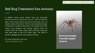 Bed Bug Treatment San Antonio
In addition, these social insects have very structured
hierarchy and live in colonies in the...