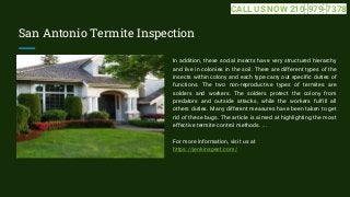 San Antonio Termite Inspection
In addition, these social insects have very structured hierarchy
and live in colonies in th...