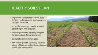HEALTHY SOILS PLAN
 Improving soils stores carbon, adds
fertility, reduces costs and improves
drought response
 20 public meetings to educate and
collect input into the plan
 Working Group to develop the plan
for agriculture, forest and lawns
 Completion in summer, 2020
 MA forest growth currently absorbs
about 16% of our collective emissions
– soils can add to this!
 