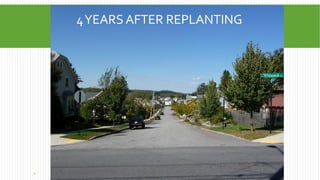 4YEARS AFTER REPLANTING
6
 