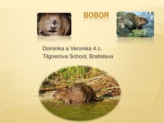 Bobor Dominka a Veronika 4.c. TilgnerovaSchool, Bratislava 