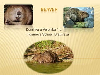 bEAVER Dominka a Veronika 4.c. TilgnerovaSchool, Bratislava 