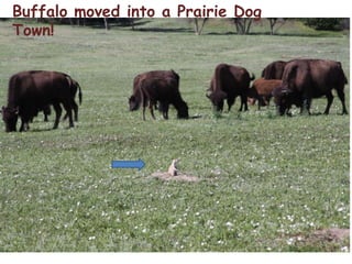 Buffalo moved into a Prairie Dog Town!