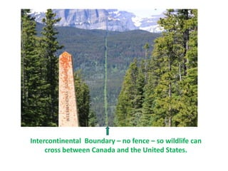 Intercontinental  Boundary – no fence – so wildlife can cross between Canada and the United States.        