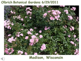 OlbrichBotanical Gardens 6/29/2011 First Stop Madison, Wisconsin 