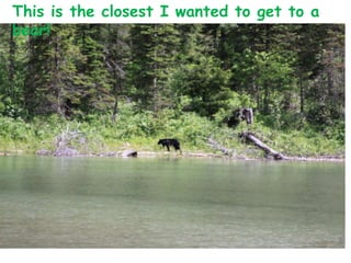 This is the closest I wanted to get to a bear!