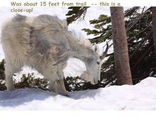 Was about 15 feet from trail  -- this is a close-up!