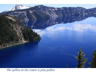 The yellow in the water is pine pollen.