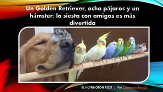 Un Golden Retriever, ocho pájaros y un
hámster: la siesta con amigos es más
divertida
EL HUFFINGTON POST | Por Cameron Keady
 