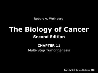 Robert A. Weinberg

The Biology of Cancer
Second Edition
CHAPTER 11
Multi-Step Tumorigenesis

Copyright © Garland Science 2014

 