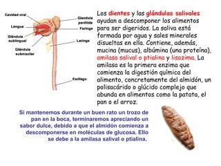 Los  dientes  y las  glándulas salivales  ayudan a descomponer los alimentos para ser digeridos. La saliva está formada por agua y sales minerales disueltas en ella. Contiene, además, mucina (mucus), albúmina (una proteína),  amilasa salival o ptialina  y  lisozima . La amilasa es la primera enzima que comienza la digestión química del alimento, concretamente del almidón, un polisacárido o glúcido complejo que abunda en alimentos como la patata, el pan o el arroz.  Si mantenemos durante un buen rato un trozo de pan en la boca, terminaremos apreciando un sabor dulce, debido a que el almidón comienza a descomponerse en moléculas de glucosa. Ello se debe a la amilasa salival o ptialina.  
