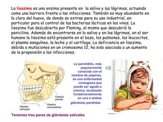 La  lisozima  es una enzima presente en  la saliva y las lágrimas, actuando como una barrera frente a las infecciones. También es muy abundante en la clara del huevo, de donde se extrae para su uso industrial, en particular para el control de las bacterias lácticas en los vinos. La lisozima fue descubierta por Fleming, el mismo que descubrió la penicilina. Además de encontrarse en la saliva y en las lágrimas, en el ser humano la lisozima está presente en el bazo, los pulmones, los leucocitos, el plasma sanguíneo, la leche y el cartílago. La deficiencia en lisozima, debida a mutaciones en un cromosoma 12, ha sido asociada a un aumento de la propensión a las infecciones. La parotiditis, más popularmente conocida con el nombre de paperas, es una enfermedad contagiosa que puede ser aguda o crónica, localizado fundamentalmente en una o ambas glándulas parótidas   Tenemos tres pares de glándulas salivales 