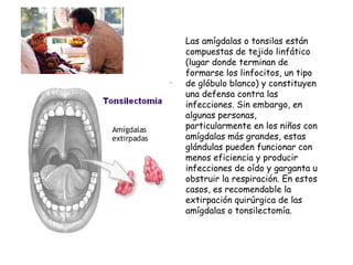 Las amígdalas o tonsilas están compuestas de tejido linfático (lugar donde terminan de formarse los linfocitos, un tipo de glóbulo blanco) y constituyen una defensa contra las infecciones. Sin embargo, en algunas personas, particularmente en los niños con amígdalas más grandes, estas glándulas pueden funcionar con menos eficiencia y producir infecciones de oído y garganta u obstruir la respiración. En estos casos, es recomendable la extirpación quirúrgica de las amígdalas o tonsilectomía.  