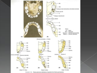 Morfologicamente 2 partes Corona(corona dentis) parte visible del diente , color blanco, dura se ensancha hacia el extremo libre  interviene en la masticacion 