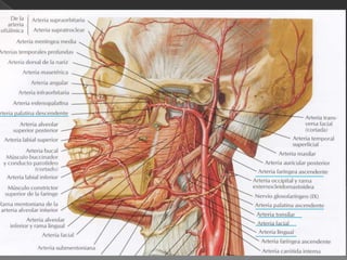 Tonsila palatina:				Masa de tejido linfoideoÓrgano de defensa contra infeccionesUBICACIÓN:En la orofaringe Arco palatogloso Arco palatofaringeo