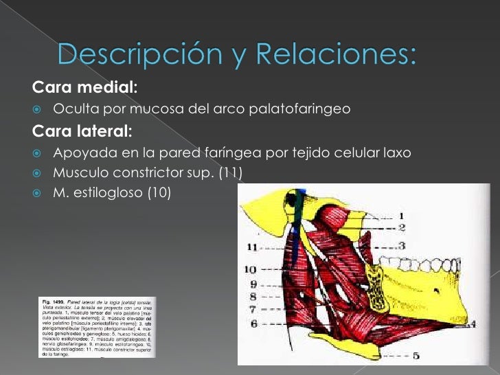 Duele en el cuello a la izquierda el tratamiento