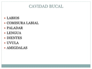 CAVIDAD BUCAL
 LABIOS
 COMISURA LABIAL
 PALADAR
 LENGUA
 DIENTES
 UVULA
 AMIGDALAS
 