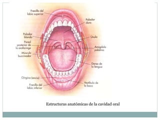 Estructuras anatómicas de la cavidad oral
 