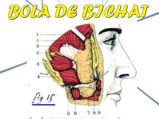 BOLA DE BICHAT 
