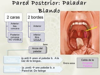 Pared Posterior: Paladar Blando Arcos del paladar base Entre estos Celda de la Amigdala Palatina 