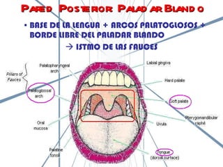 BASE DE LA LENGUA + ARCOS PALATOGLOSOS + BORDE LIBRE DEL PALADAR BLANDO    ISTMO DE LAS FAUCES Pared Posterior: Paladar Blando 