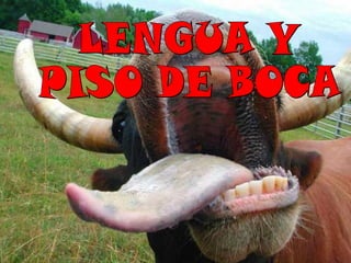 LENGUA Y  PISO DE BOCA 