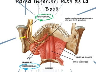 Pared Inferior: Piso de la Boca 