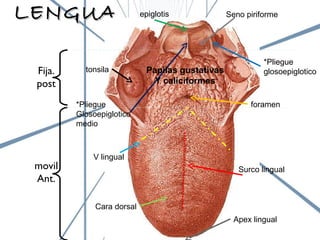 LENGUA epiglotis Seno piriforme *Pliegue  glosoepiglotico tonsila foramen V lingual Surco lingual Cara dorsal *Pliegue  Glosoepiglotico medio Papilas gustativas Y caliciformes Apex lingual Fija. post movil Ant. 