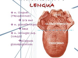 n. lingual (TRIGEMINO)    2/3 ant n. glosofaringeo    base  n. laringeo sup. (VAGO)  pliqgues glosoepigloticos INERVACION DE LENGUA TRIGEMINO GLOSOFARINGEO VAGO 