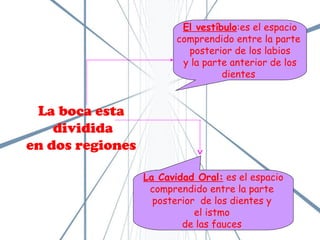 El vestíbulo :es el espacio comprendido entre la parte  posterior de los labios y la parte anterior de los dientes   La Cavidad Oral:  es el espacio comprendido entre la parte  posterior  de los dientes y  el istmo  de las fauces  La boca esta dividida en dos regiones   