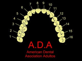 A.D.A  American Dental Asociation Adultos 1 2 3 4 5 6 7 8 9 10 11 12 13 14 15 16 