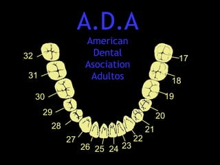 A.D.A  American Dental Asociation Adultos 17 18 19 20 21 22 23 24 25 26 27 28 29 30 32 31 