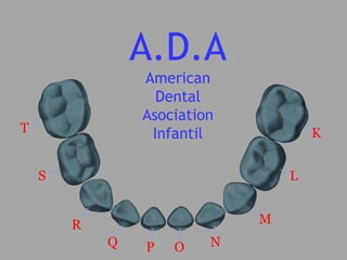 A.D.A  American Dental Asociation Infantil K L M N O P Q R S T 