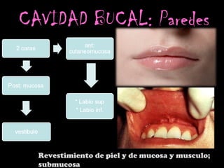 CAVIDAD BUCAL: Paredes Revestimiento de piel y de mucosa y musculo; submucosa 