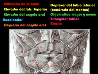 Orbicular de la boca Elevador del lab. Superior Elevador del angulo oral Buccinador Depresor del angulo oral Depresor del labio inferior (cuadrado del menton) Cigomatico mayor y menor Triangular labios Risorio   