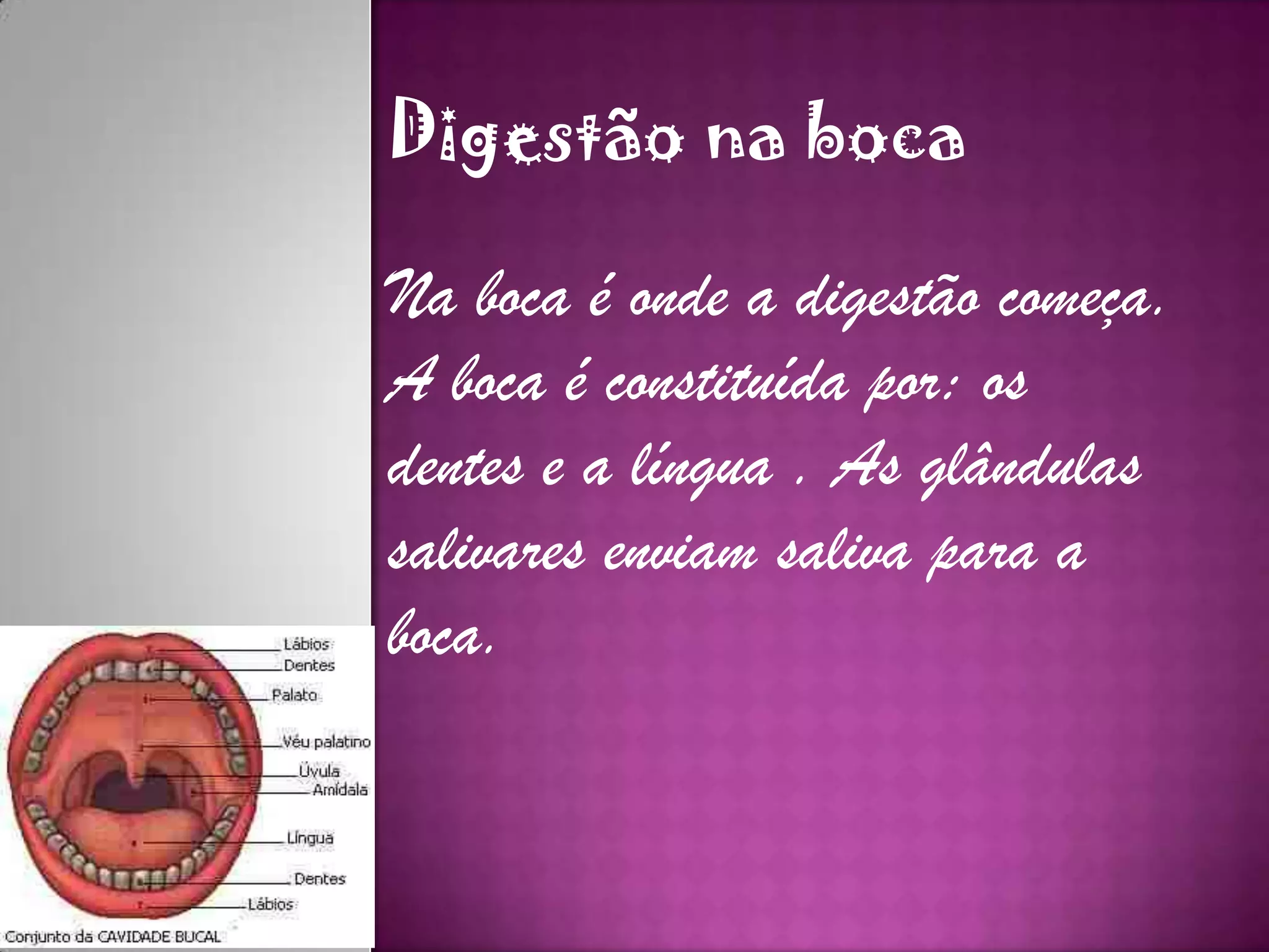 Digestão na boca
Na boca é onde a digestão começa.
A boca é constituída por: os
dentes e a língua . As glândulas
salivares enviam saliva para a
boca.