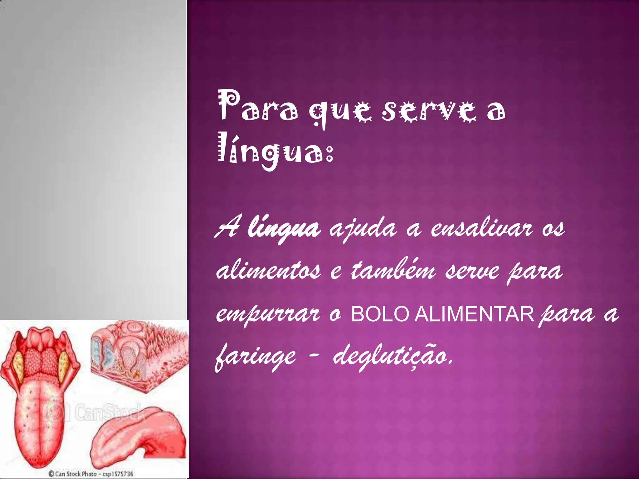 Para que serve a
língua:
A língua ajuda a ensalivar os
alimentos e também serve para
empurrar o BOLO ALIMENTAR para a
faringe - deglutição.