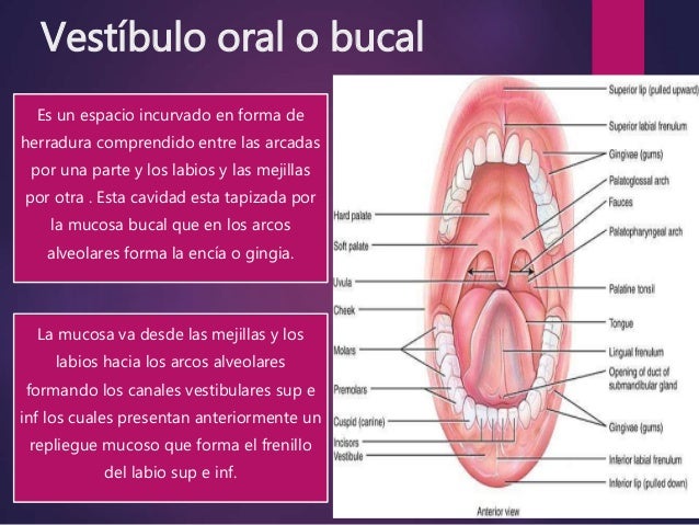 vestibulo oral que es boca vestibulo oral que es boca