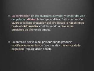 La contracción de los músculos elevador y tensor del velo
del paladar, dilatan la trompa auditiva. Esta contracción
favorece la libre circulación del aire desde la nasofaringe
hasta el oído medio, contribuyendo a nivelar las
presiones de aire entre ambos.
La parálisis del velo del paladar puede producir
modificaciones en la vos (vos nasal) y trastornos de la
deglución (regurgitación nasal).
 