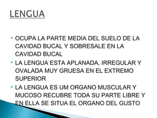  OCUPA LA PARTE MEDIA DEL SUELO DE LA
  CAVIDAD BUCAL Y SOBRESALE EN LA
  CAVIDAD BUCAL
 LA LENGUA ESTA APLANADA, IRREGULAR Y

  OVALADA MUY GRUESA EN EL EXTREMO
  SUPERIOR
 LA LENGUA ES UM ORGANO MUSCULAR Y

  MUCOSO RECUBRE TODA SU PARTE LIBRE Y
  EN ELLA SE SITUA EL ORGANO DEL GUSTO
 